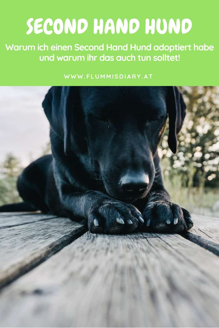 second-hand-hund-pinterest