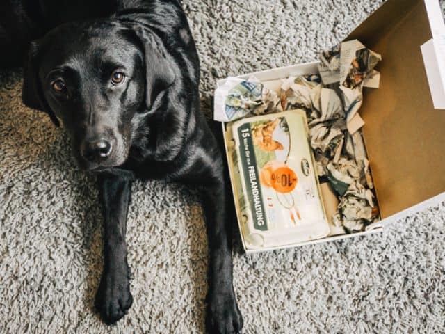 hundespielzeug-aus-eierkarton-flummisdiary