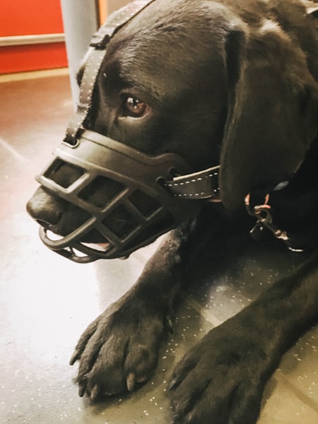wien-mit-hund-maulkorb