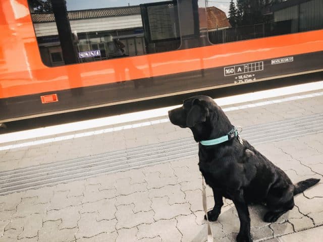 flummi-faehrt-mit-dem-zug-zugfahren-mit-hund