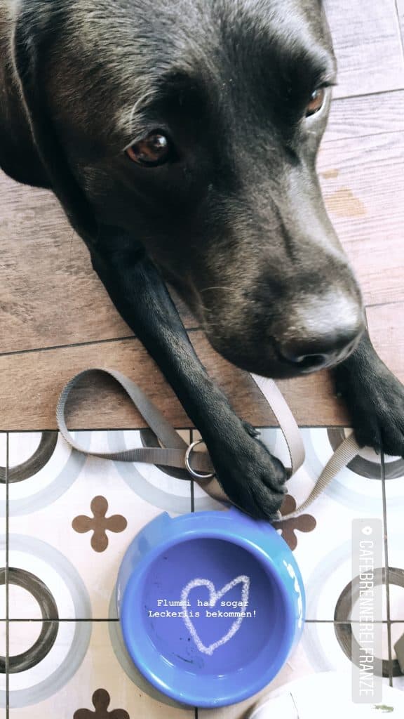 flummi-cafe-wien-mit-hund
