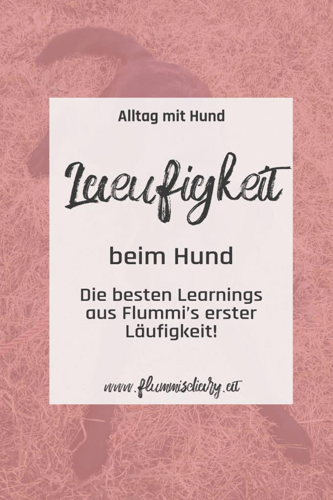laeufigkeit-beim-hund-flummi