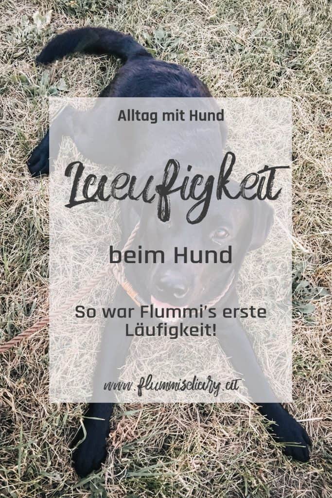 laeufigkeit-beim-hund-flummisdiary