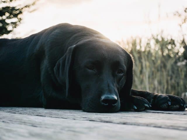 second-hand-hund-leben