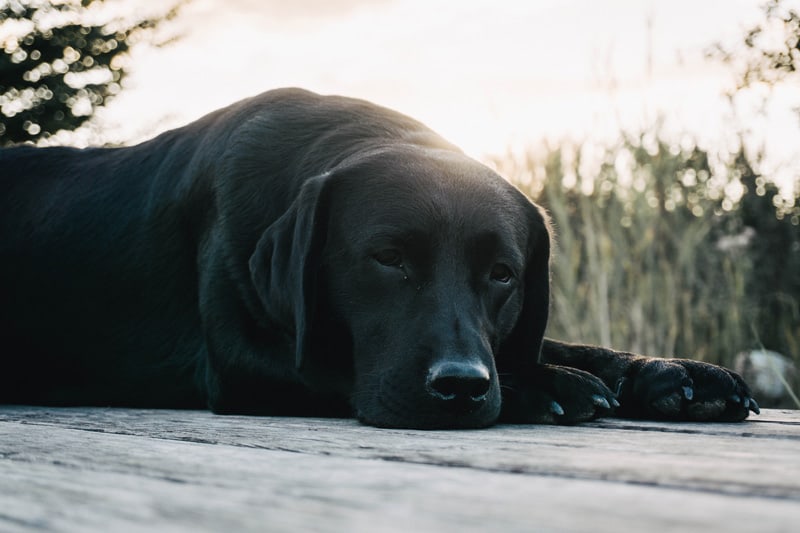 second-hand-hund-leben