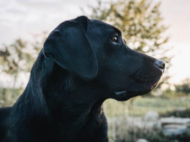 second-hand-hund-zweite-chance