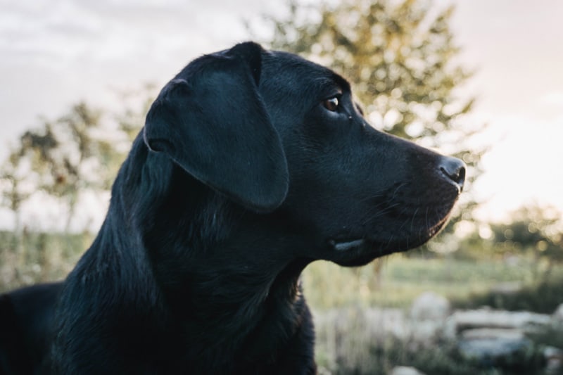 second-hand-hund-zweite-chance