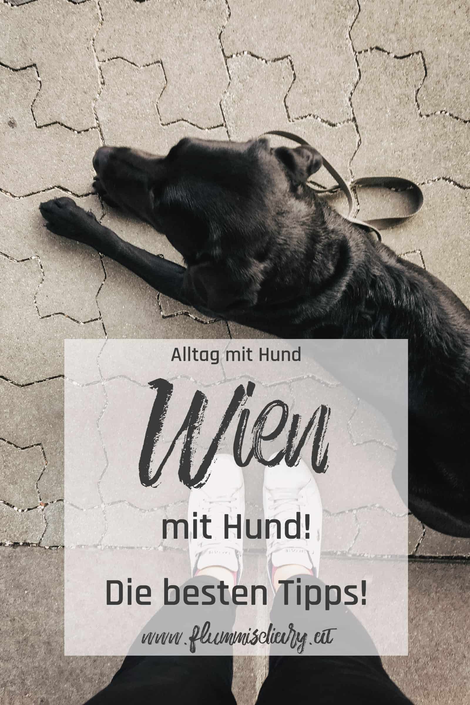 wien-mit-hund-pinterest