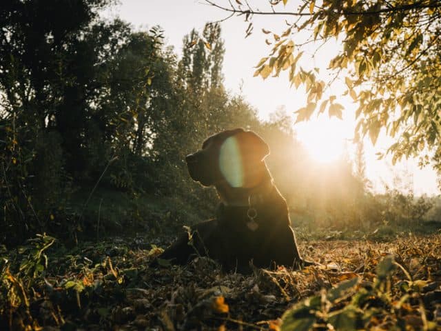 flummi-hunde-mit-vergangenheit