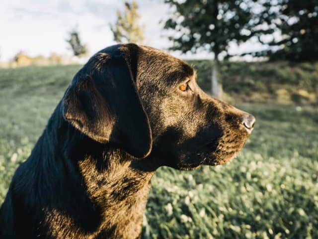 rasseportrait-labrador-retriever