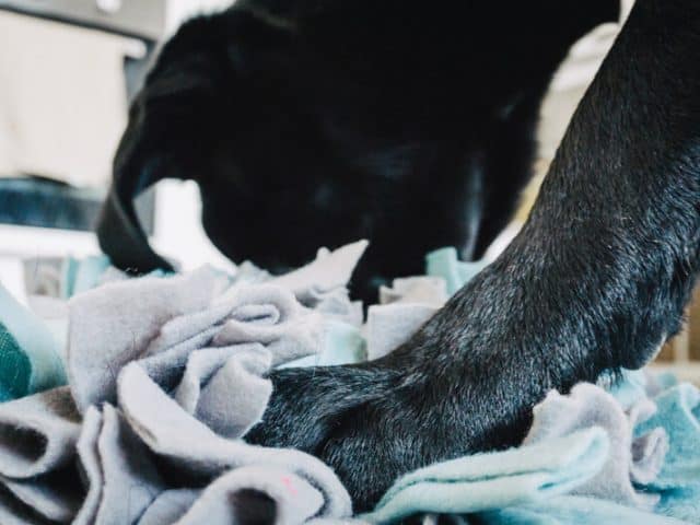 schnueffelteppich-diy-hunde