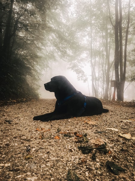 wandern-mit-hund-im-nebel