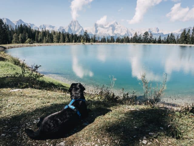 wandern-mit-hund-speichersee