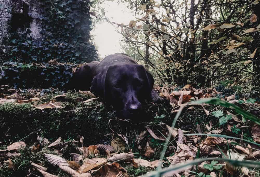 must-haves-im-winter-mit-hund