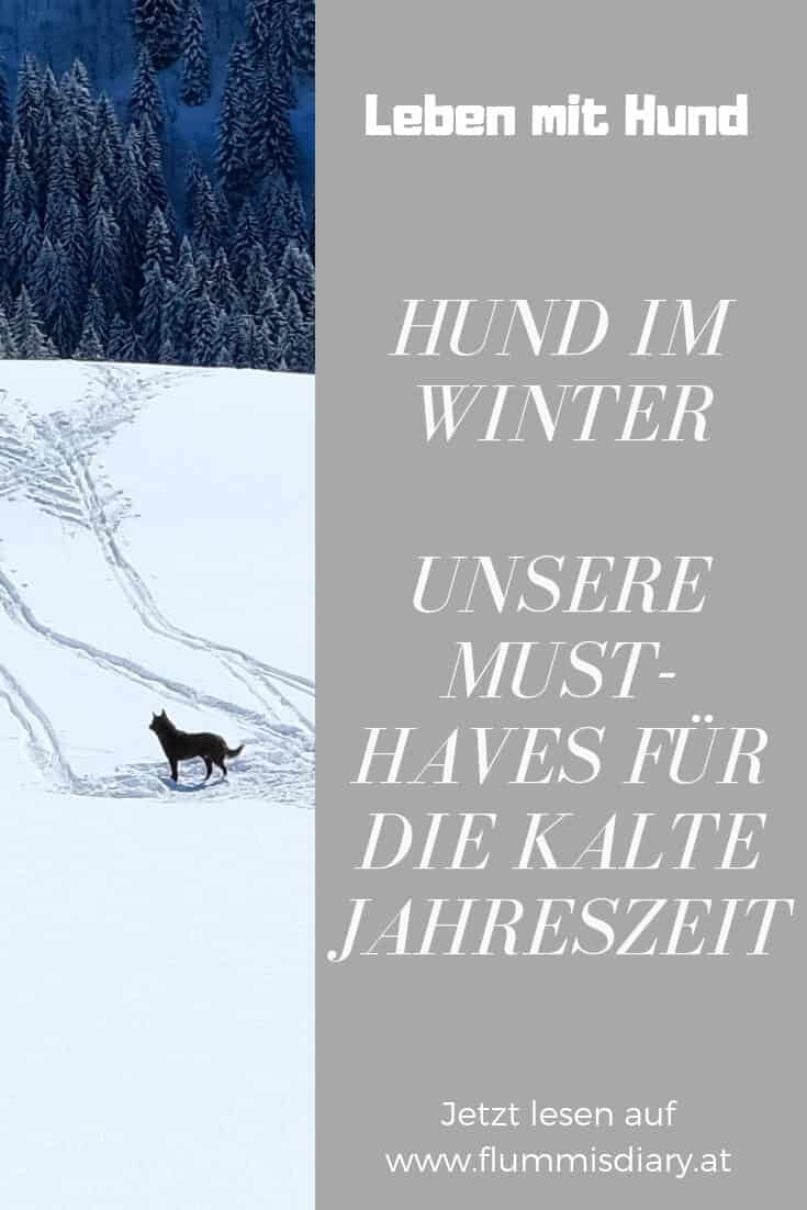 hund-im-winter-must-haves-tipps