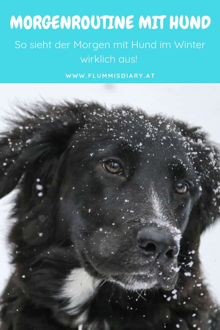 morgenroutine-winter-hund
