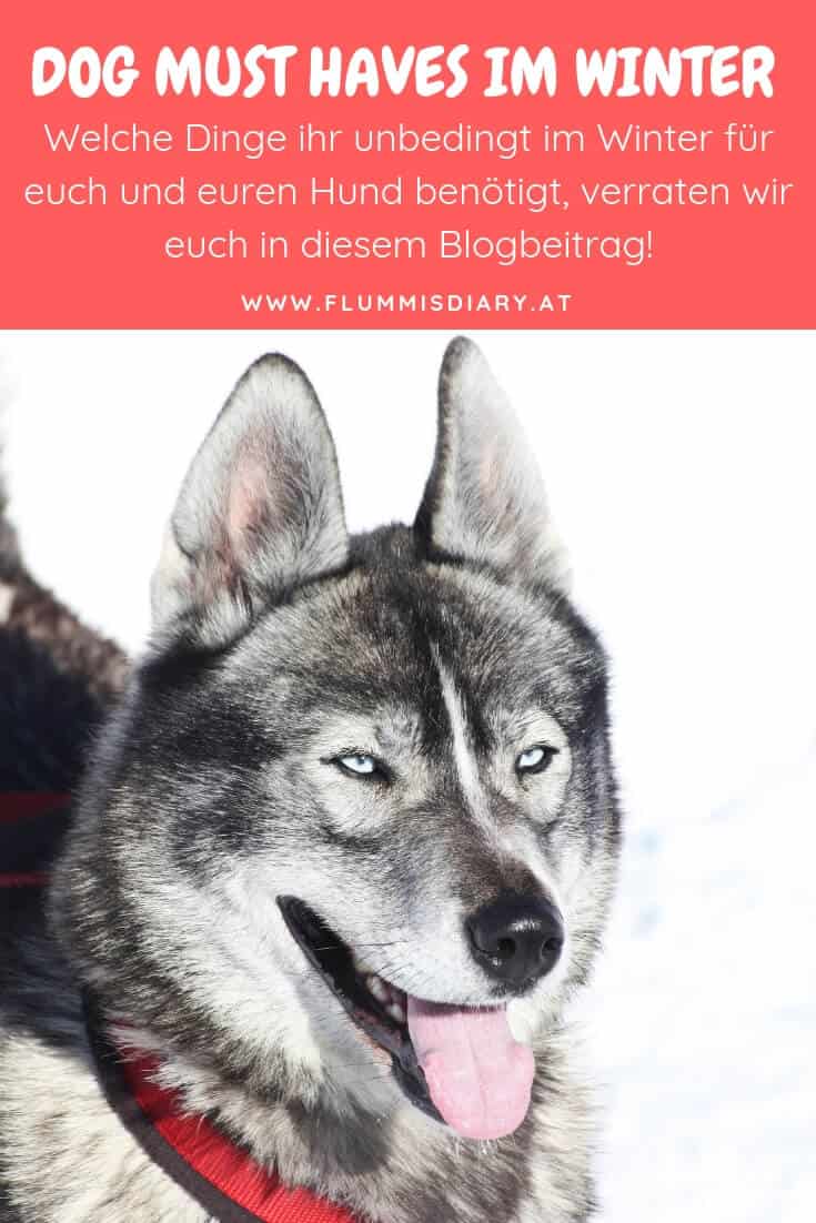 must-haves-hund-im-winter