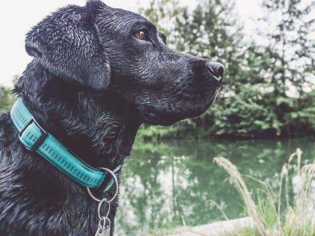 vollzeitjob-hund-arbeiten-geht-das