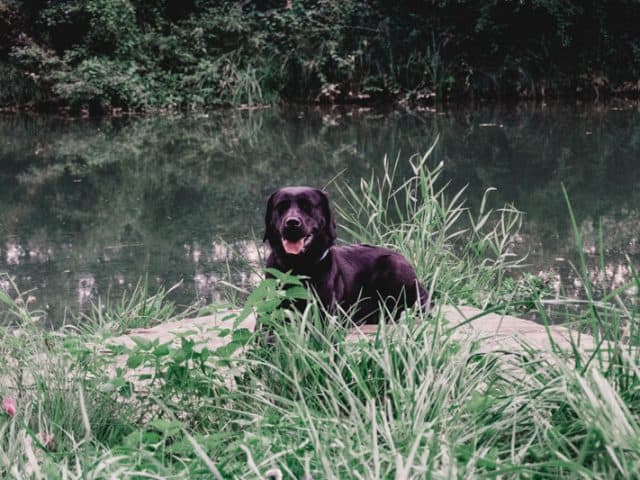 morgenroutine-mit-hund-im-winter