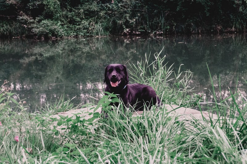 morgenroutine-mit-hund-im-winter