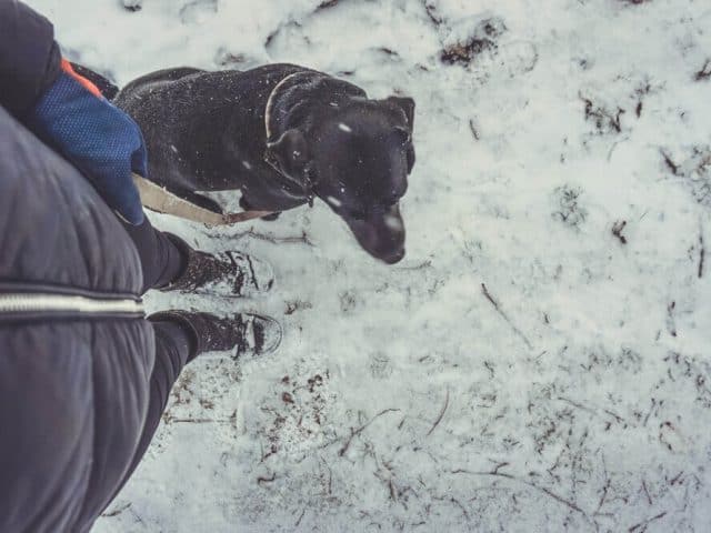 bindung-hund-trainieren-training-aufbauen