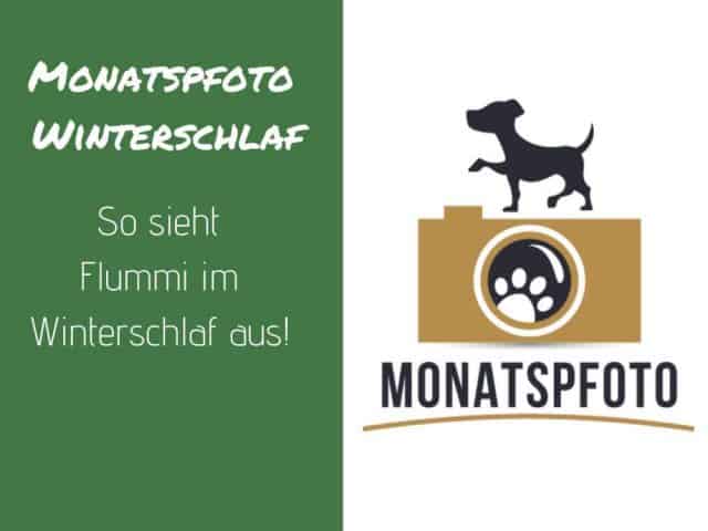 flummi-winterschlaf-monatspfoto-jaenner