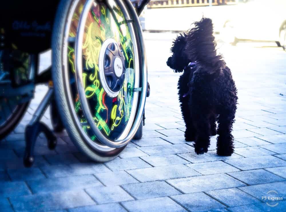 flummisdiary-hundeblog-assistenzhund-pudel