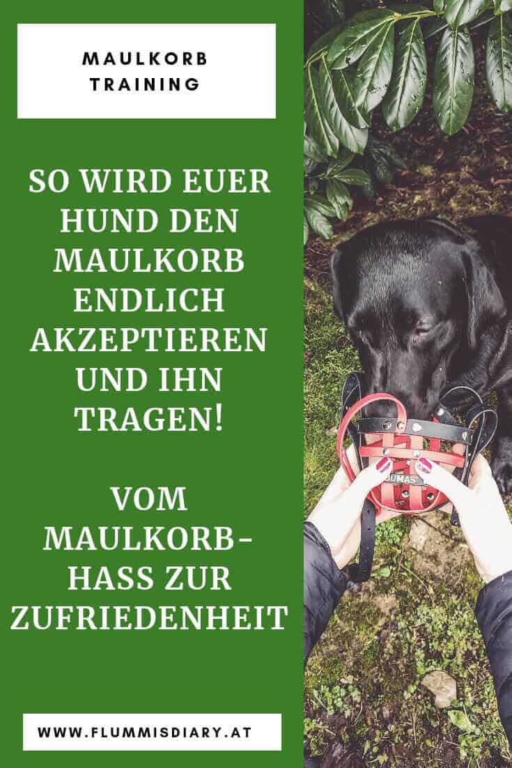 maulkorb-hunde-training-gewöhnen