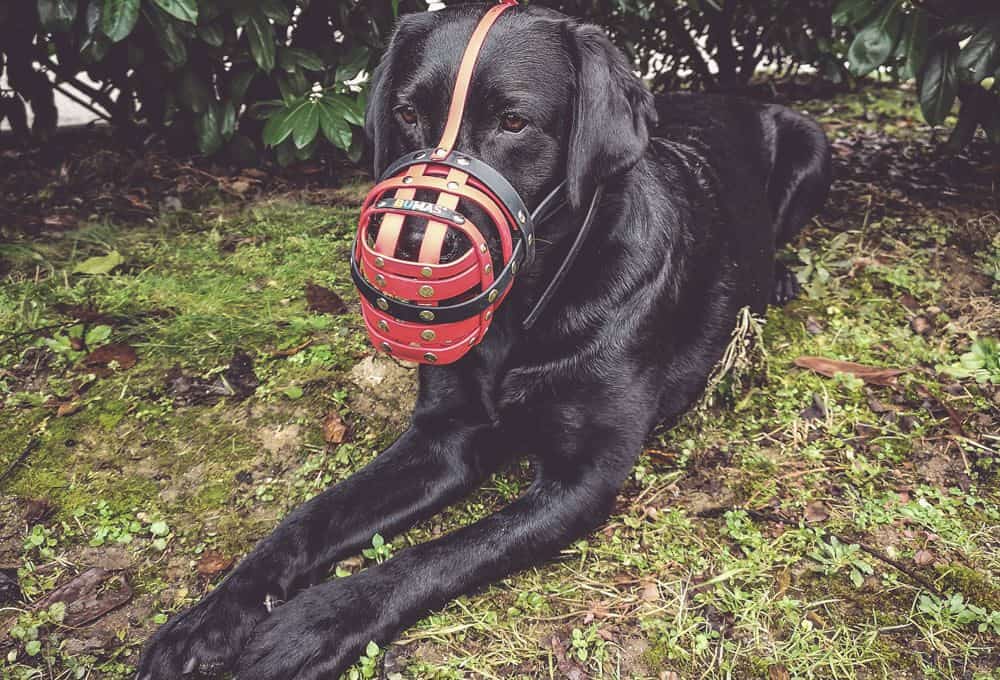 maulkorb-training-tipps-hund
