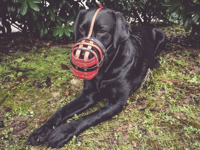 maulkorb-training-tipps-hund