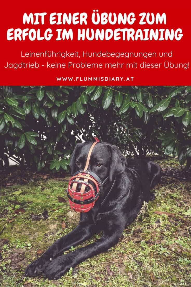 pinterest-maulkorb-training