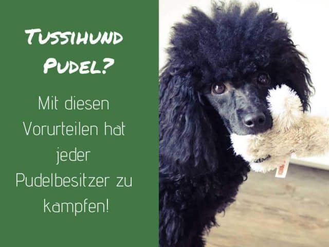 pudel-vorurteile-tussi-hund