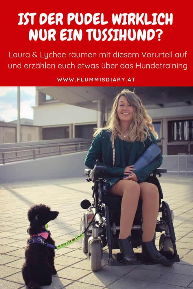 tussihund-pudel-pinterest-hund