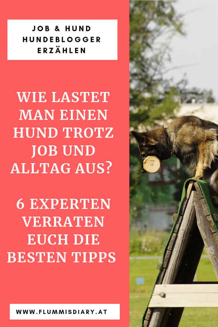 auslastung-hund-sport-hundesport