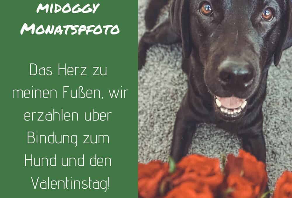 bindung-hund-herz-liebe