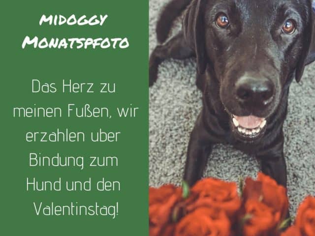 bindung-hund-herz-liebe