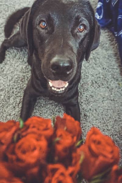 hunde-liebe-blog-bindung
