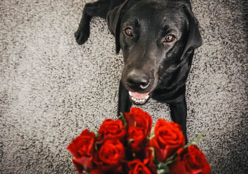 hundebindung-liebe-hund-blog