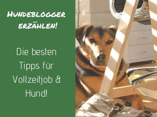 hundeblogger-erzaehlen-tipps