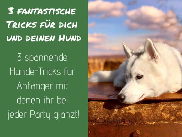 hundetricks-hund-auslastung-labrador-husky-tricksen