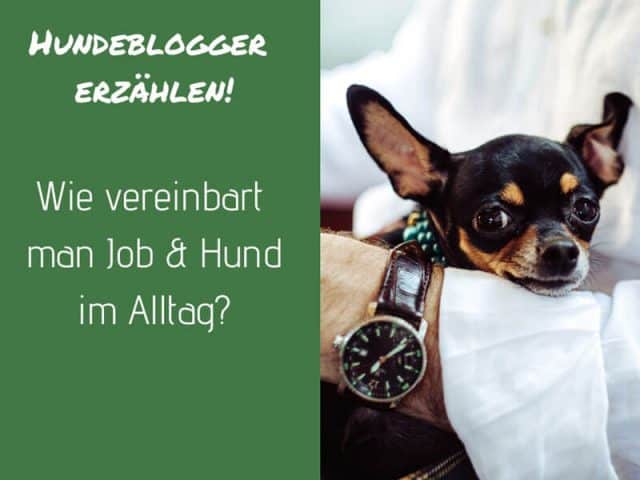 job-hund-alltag-vollzeitjob