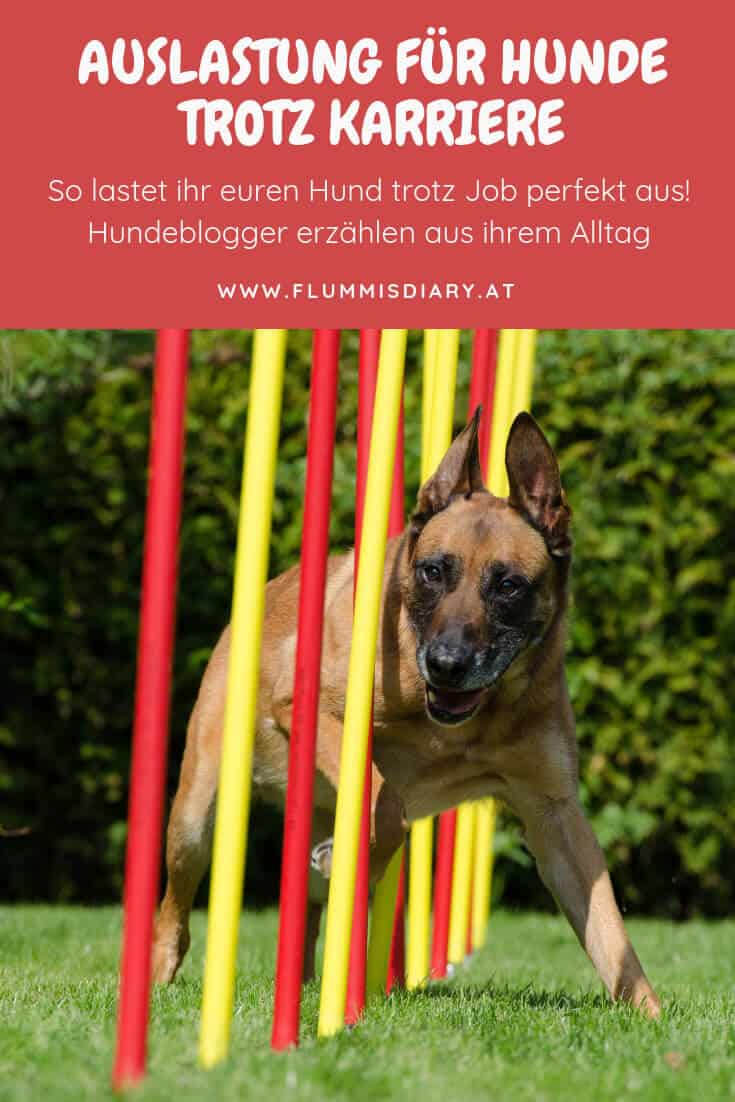vollzeitjob-auslastung-hund
