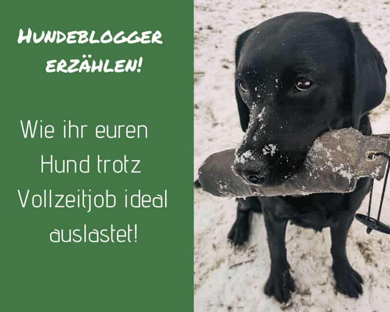 auslastung-hund-job-trotz-vollzeitjob