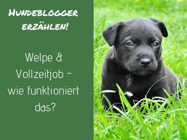 welpe-vollzeitjob-funktionert-das