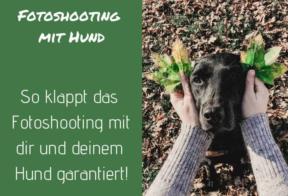 foto-machen-hund-tipps