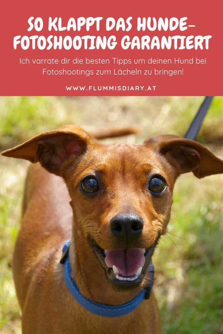 fotoshooting-hund-foto-tipps