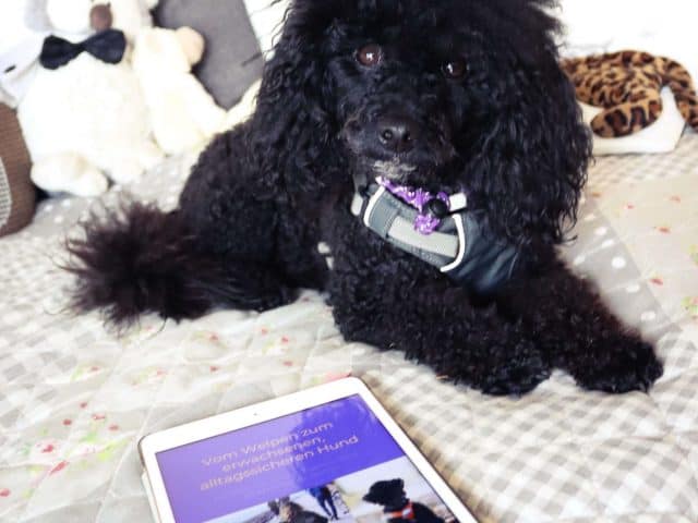 lychee-pfoetchentraining-ebook-hundebegegnungen