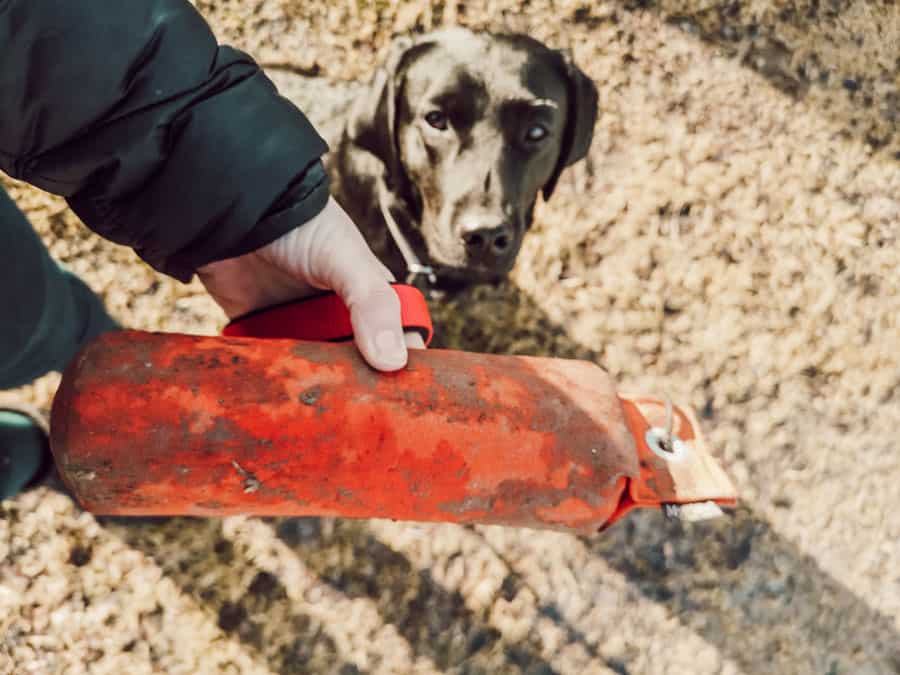 dummy-nach-hause-tragen-uebung-hund