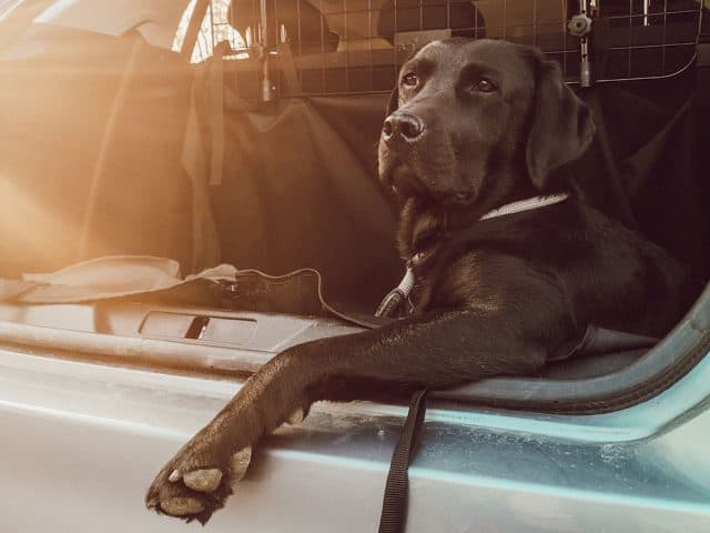 autofahren-mit-hund-flummis-diary