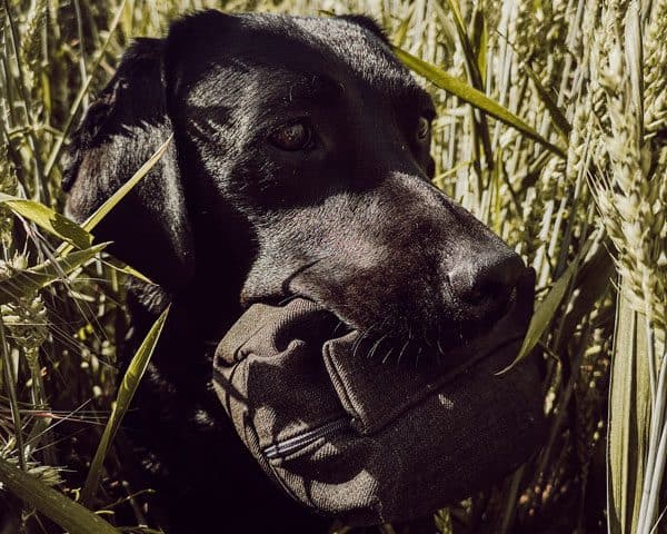 futter-dummy-diy-hunde-flummis-diary